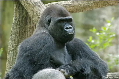 Les gorilles et les chimpanzés sont ....