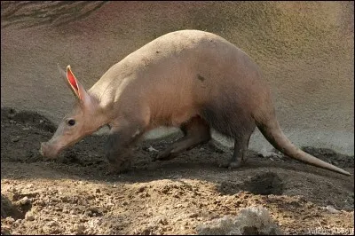 Quel est l'autre nom de l'oryctérope ?