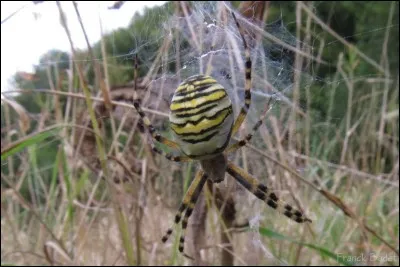 Quel est l'autre nom de l'argiope frelon ?