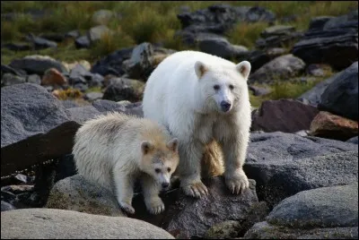 Quel est le nom de cet ours ?