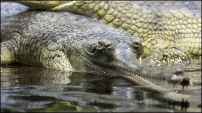 Connaissez-vous le nom de ce crocodilien ?