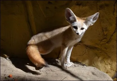 Quel est l'autre nom du fennec ?