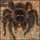 Quel est cet animal ?