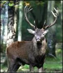 Quel est cet animal ?