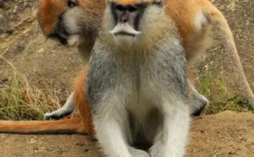 Quiz Singes
