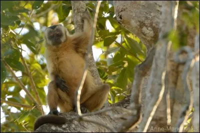Quel est l'autre nom du capucin brun ?