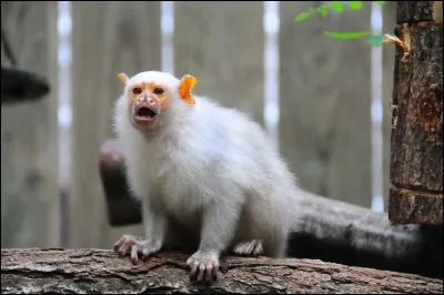 Quel est le nom de ce singe blanc ?