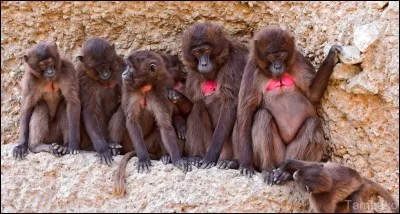 Savez-vous où vit le gélada ?