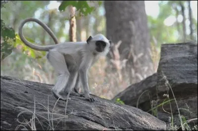 Lequel de ces singes ne vit pas en Amérique du Sud ?