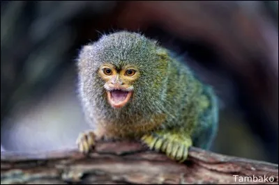 Sur quel continent trouve-t-on le ouistiti pygmée ?