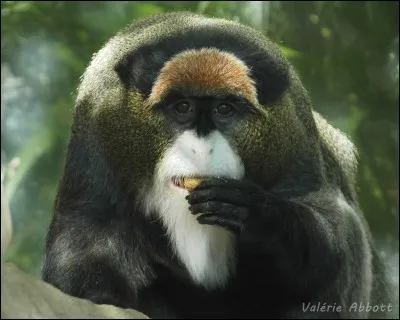 A votre avis, comment s'appelle ce primate ?