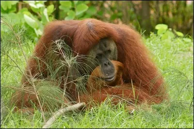 L'orang-outan est de la même famille que le gorille ou le chimpanzé.