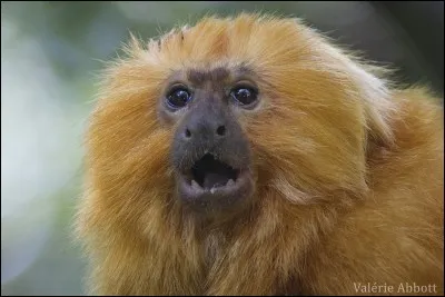 Ce singe est un tamarin ! Oui, mais lequel ?