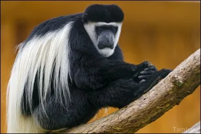 Connaissez-vous le nom de ce singe ?