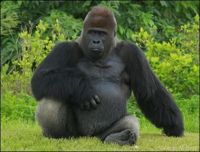 Quel film ne parle pas de gorilles ?