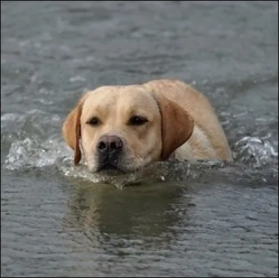 Les chiens savent nager.
