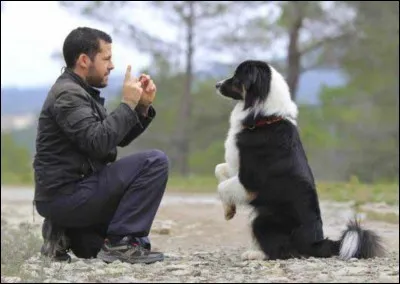 Quand un chien n'&eacute;coute pas nos ordres il faut...