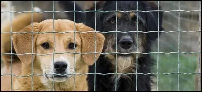 Si tu vois un animal se faire maltraiter, tu...