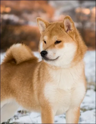 Parmi les suivantes, quelle race de chien vient du Japon ?