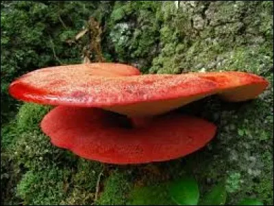 Le saho, le galla, le sidama et l'oromo sont des...