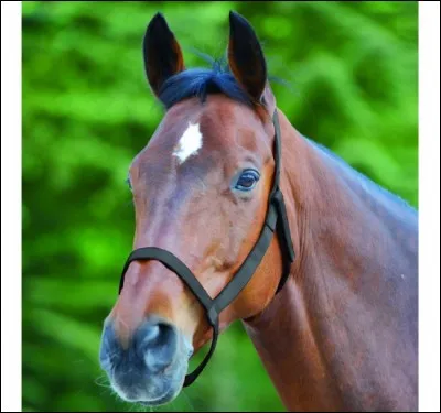 Tu passes tes Galops avec...