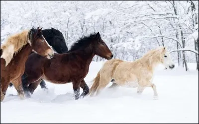 Les chevaux sont...