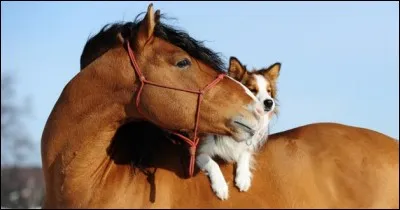 Quelle race de cheval a une robe isabelle ?