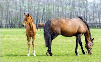 Trouvez l'aide artificielle.