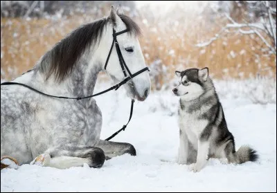 Combien de chromosomes le cheval a-t-il ?