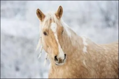 Le cheval est...