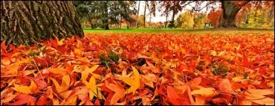 Jacques a dit : Regardez bien la photo !