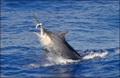 Lequel de ces chanteurs était un passionné de la pêche au gros ?
