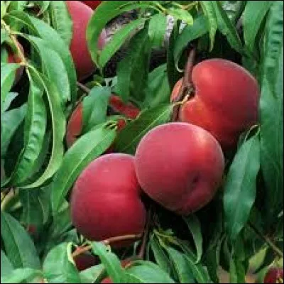 De quel pays est originaire la pêche ?