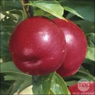 Laquelle de ces propositions ne désigne pas une variété de pêche ?