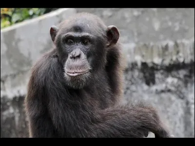 Année : 2011
Genre : thriller 
Personnages : Lucie, Franck, Eva, Pascal. 
Indices : biologie, prison, extinction, gauchers. 
Quel est ce roman ?