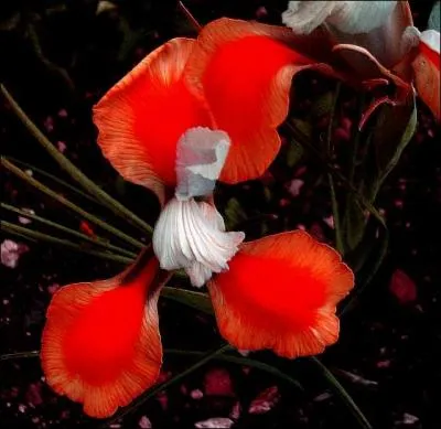 Quelle est la signification de l'iris rouge ?