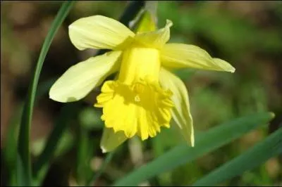 Quelle est la signification de la jonquille jaune ?