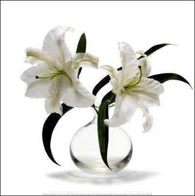 Quelle est la signification du lys blanc ?