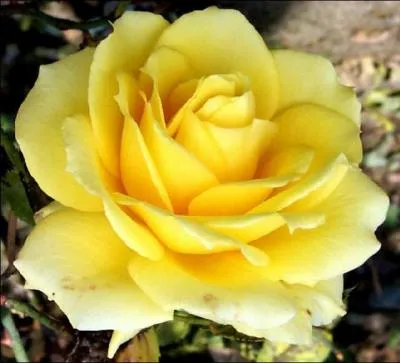 Quelle est la signification de la rose jaune ?