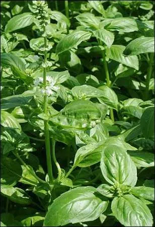 Quelle est la signification du basilic ?