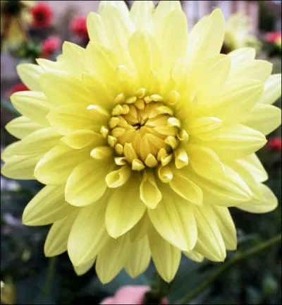 Quelle est la signification du dahlia jaune ?