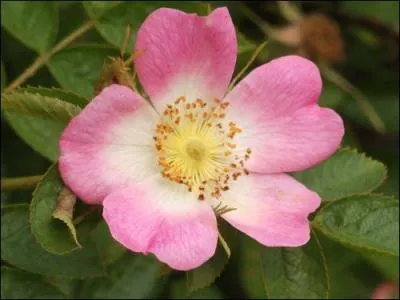 Quelle est la signification de l'glantine rose ?