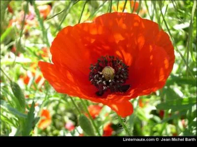 Quelle est la signification du coquelicot ?