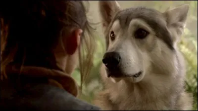Comment s'appelle le loup d'Arya ?