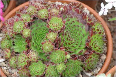 Quel est l'autre nom de la mégaptère ?