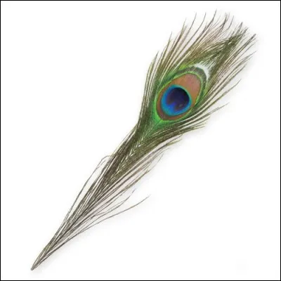 Un adjectif pour un animal : Braillant !