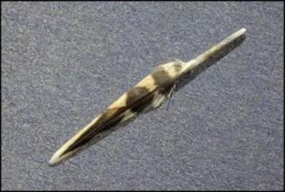 Un adjectif pour un animal : Cro&ucirc;lant !