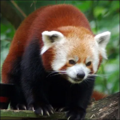 Quels sont tes animaux préférés ?