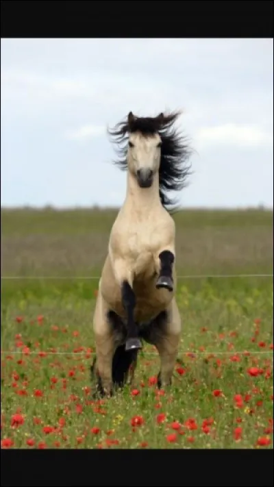 Quelle est cette robe ?