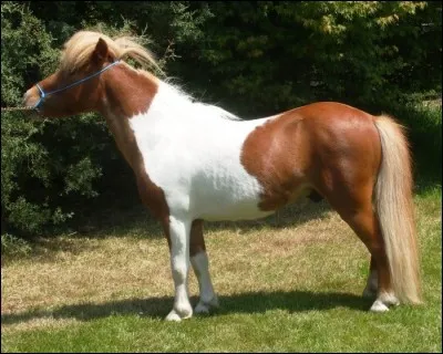 Quelle est cette robe ?